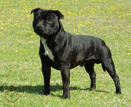 Staffordshire Bull Terrier 9F46D-03.JPG